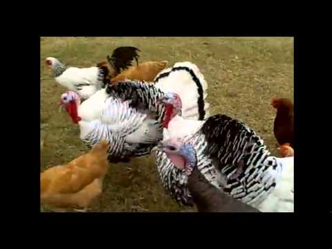 hens and turkeys-ქათმები და ინდაურები